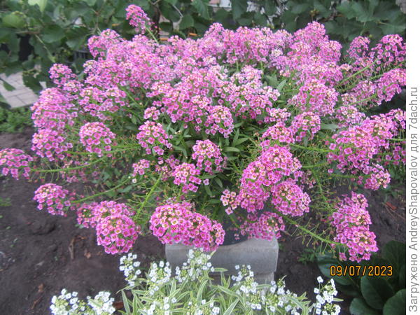 Алиссум  EASY BREEZY PINK