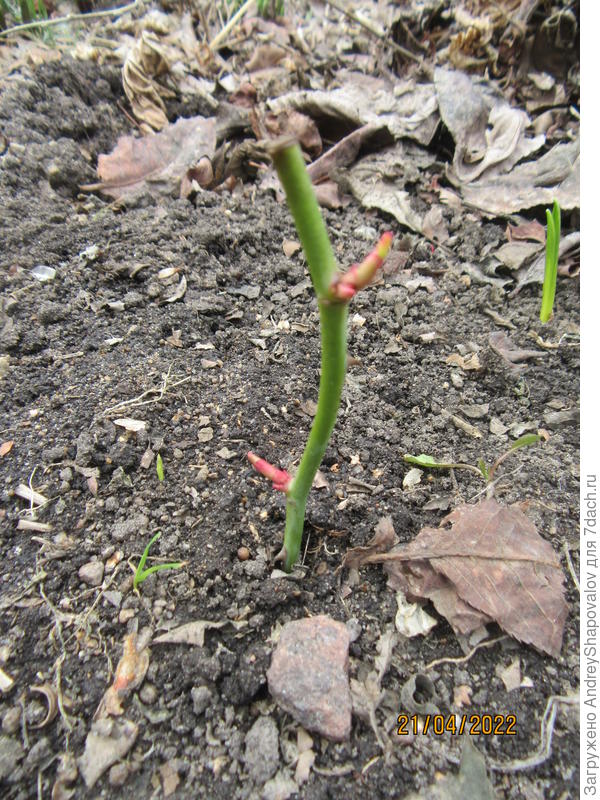 Оставил один - самый лучший