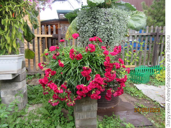 Конец сентября . Гвоздика .