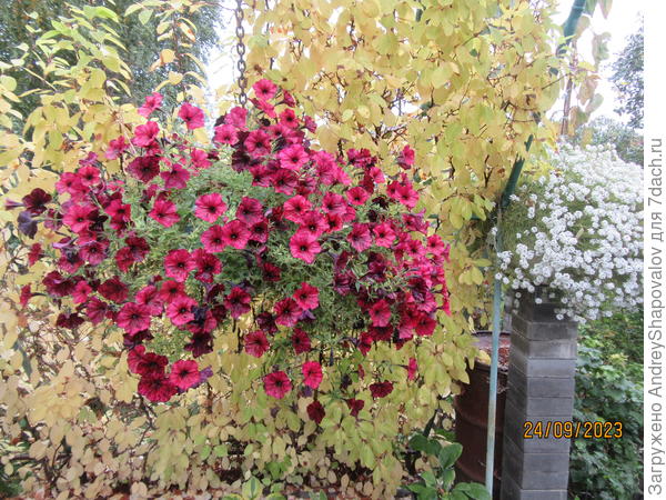 Осень . Дождь . Петуния .