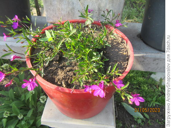 Когда минует угроза заморозков, лобелию выставляем на постоянное место