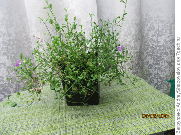 Маточное растение