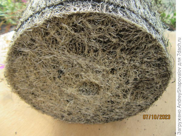 Корневая система одного растения в 6-литровом вазоне