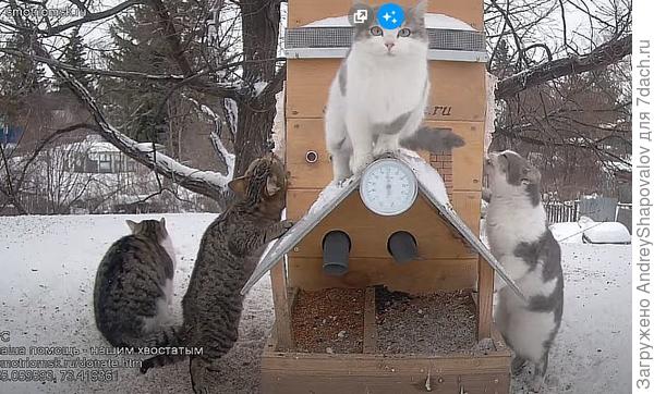 Команда орнитологов проверяет качество корма в кормушке для птиц .