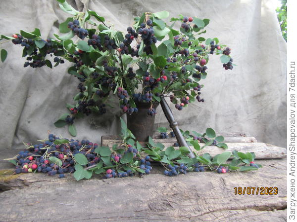 Сорт Ханивуд