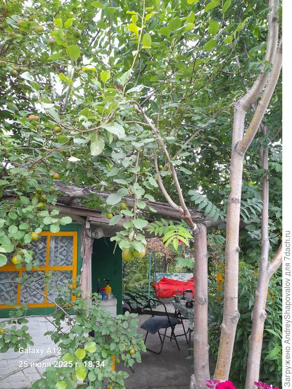 Груша  на рябине Сахарная Петрова