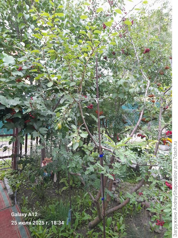 Груша на рябине Гранатной