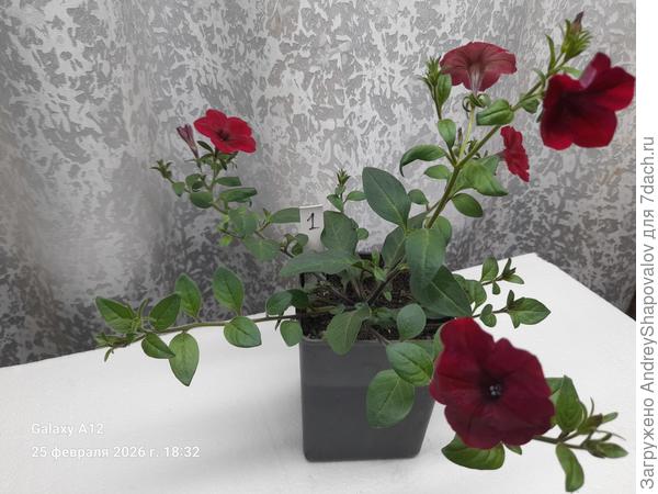 Тайдал Ред велюр