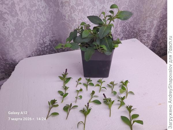 Вторая партия черенков