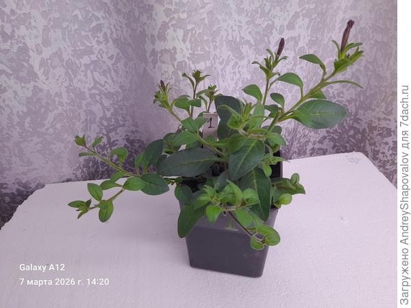 " Маточник " через десять дней , после снятия первой партии черенков