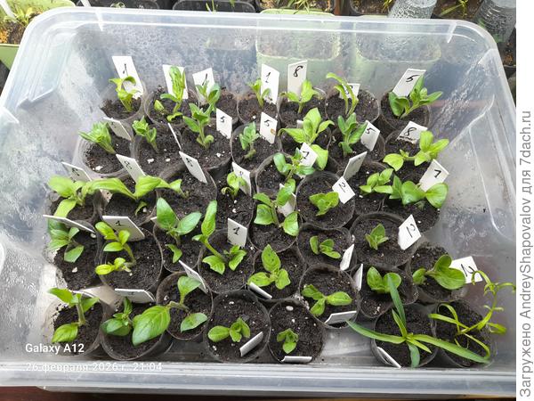 Первая партия черенков