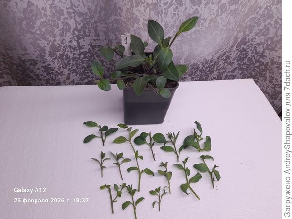 Первая партия черенков