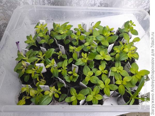 Черенки через 10 дней