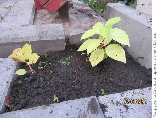 Посадка двух растений осенью 22 года