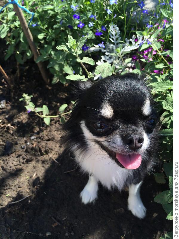 Собаке жарко!