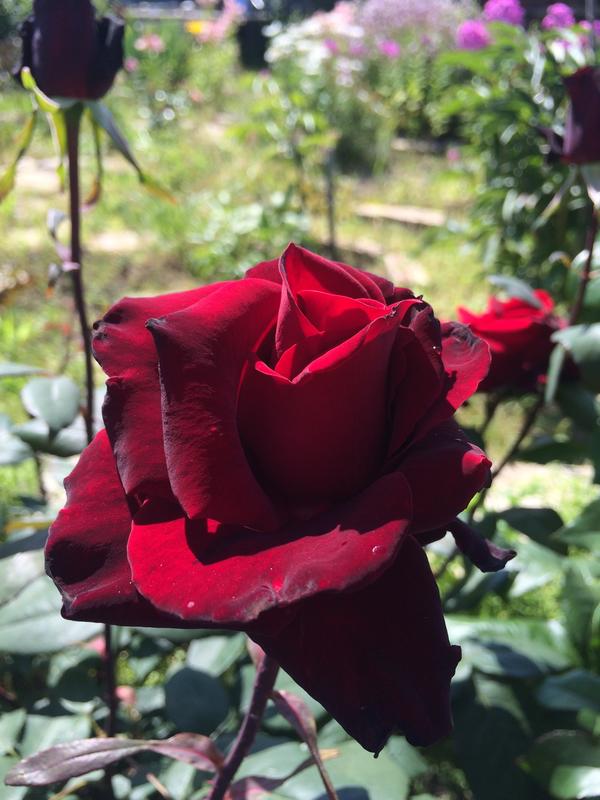 Роза Блэк меджик