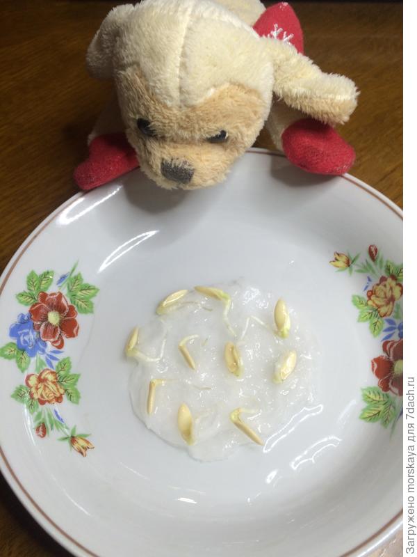 огуречные семена
