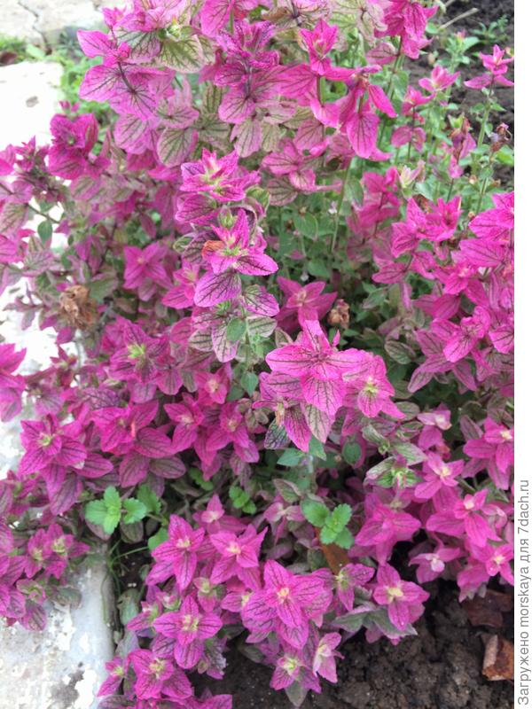 сальвия мраморные ворота