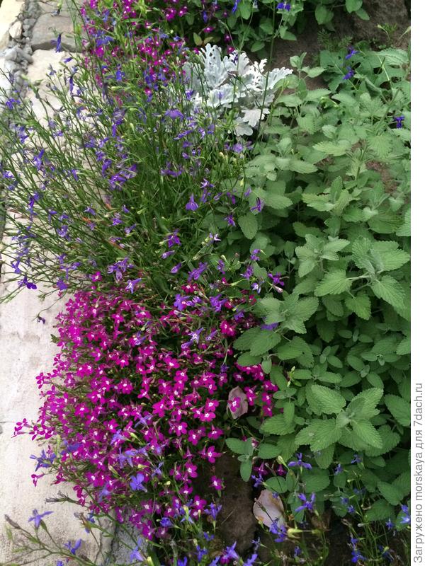 лобелия с котовником