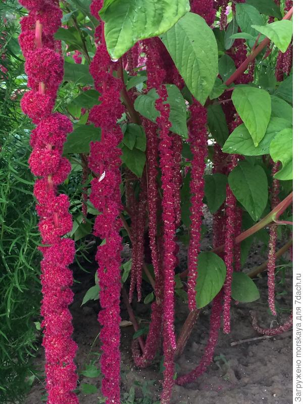 амарант малиновые бусы