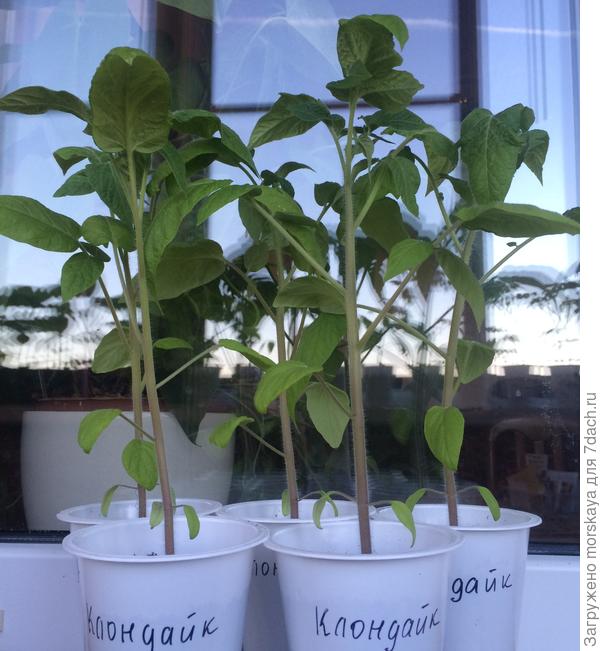 Томат Клондайк