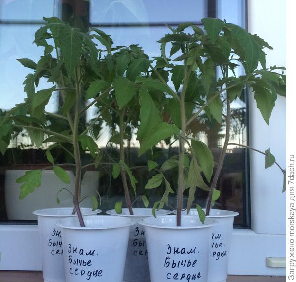 Томат Знаменитое бычье сердце