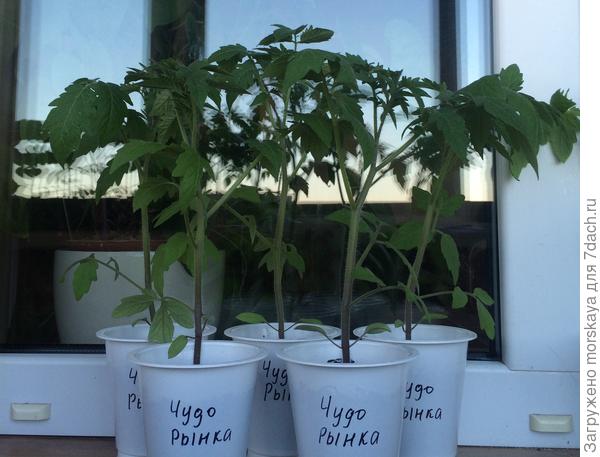 Томат Чудо рынка