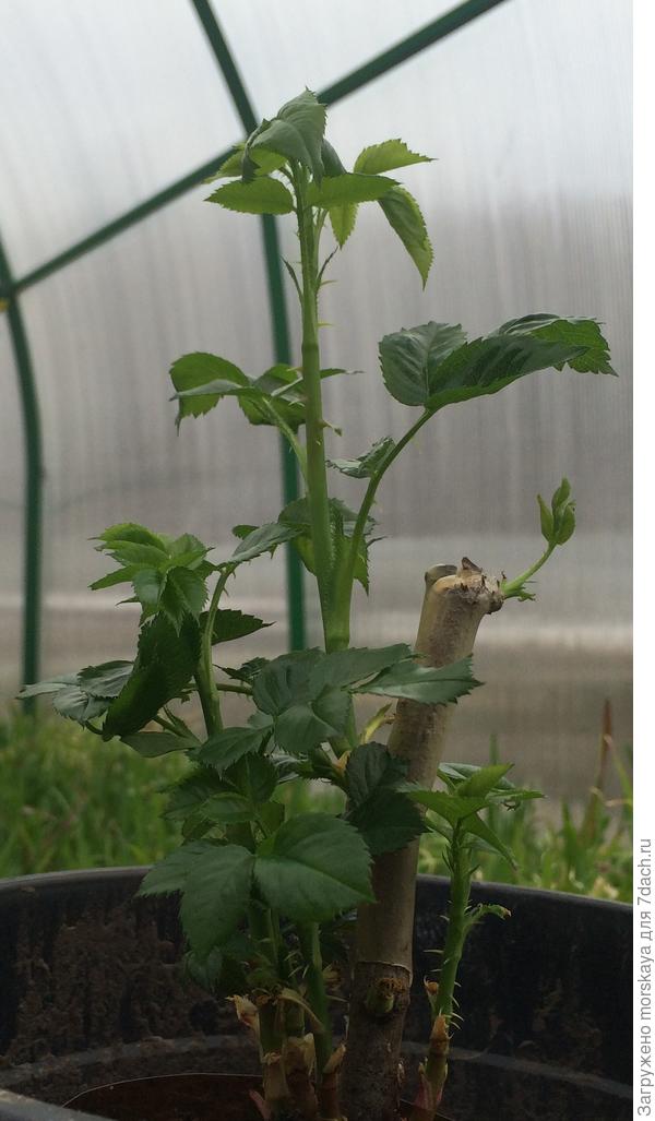 плетистая казино