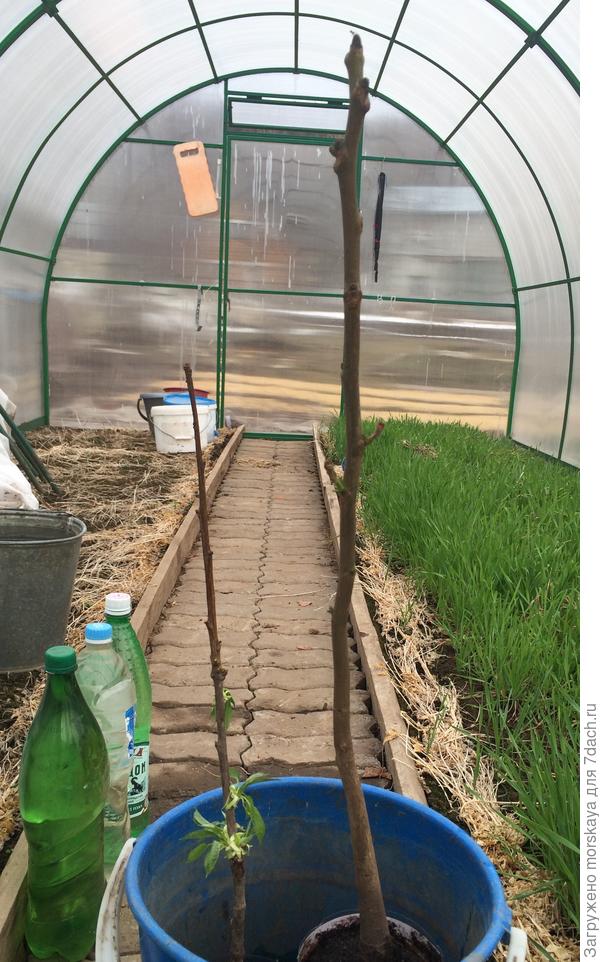 черешня и грецкий орех