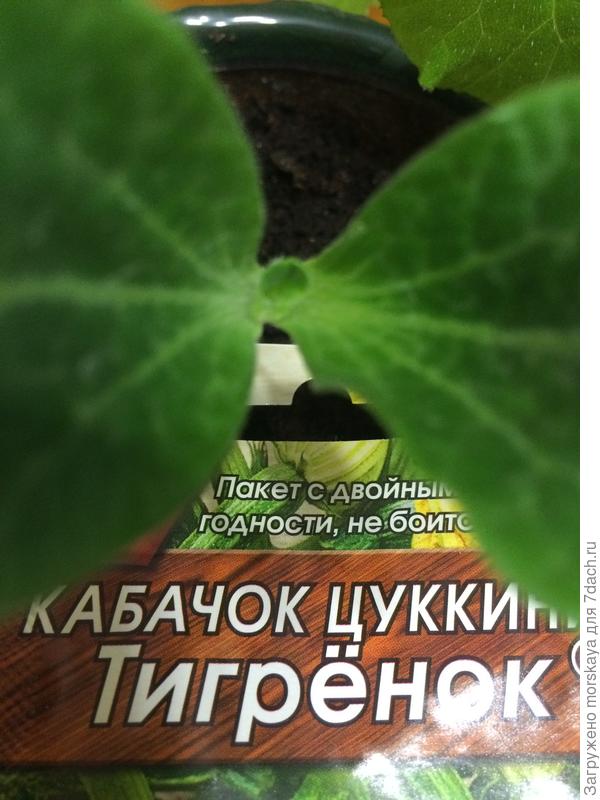 показался настоящий листочек