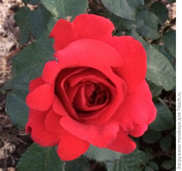 розочка от меня