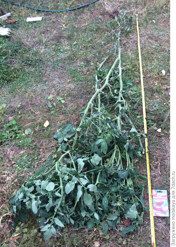 высота почти 2,4 м