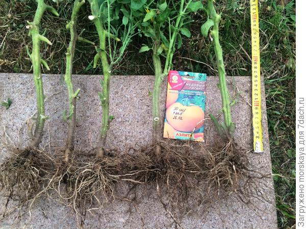 корни здоровы