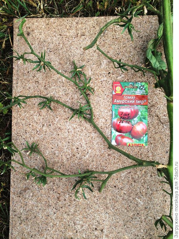 вот такая была кисть