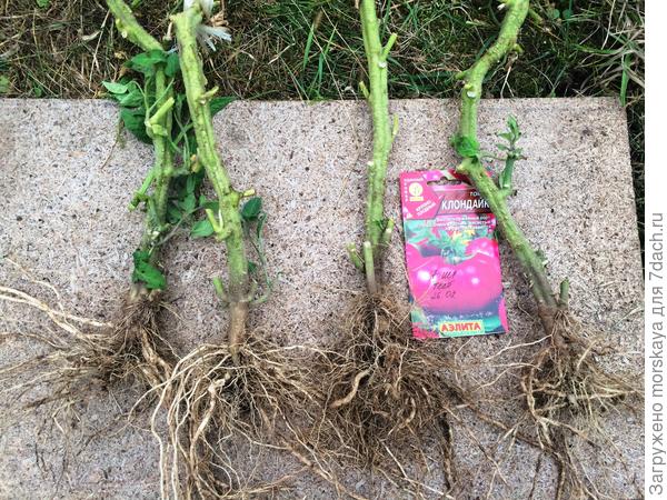 корни здоровы