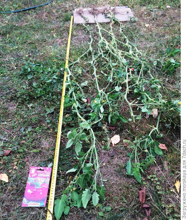 высота растений 2,1 м