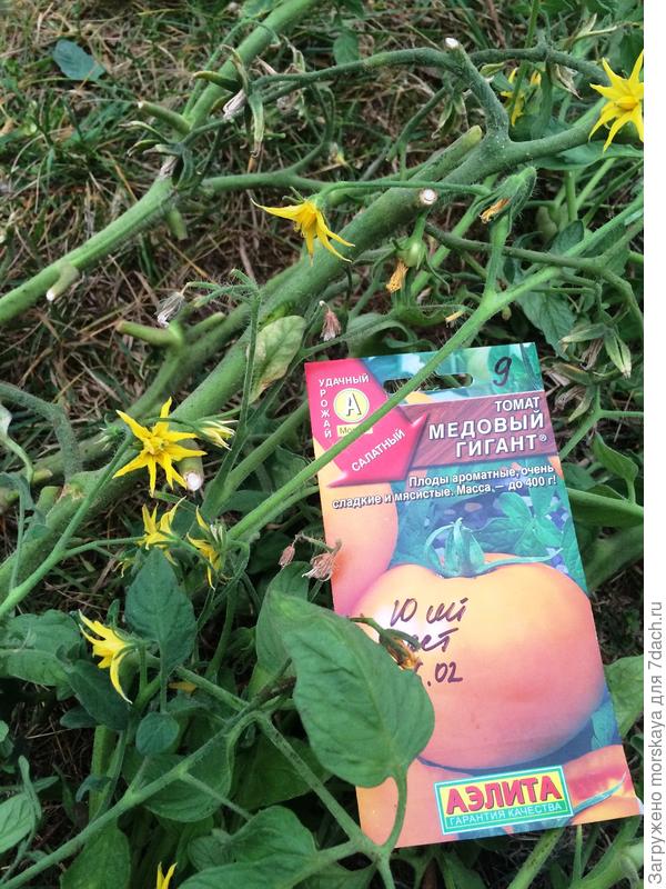 верхняя часть кустов, болезней нет