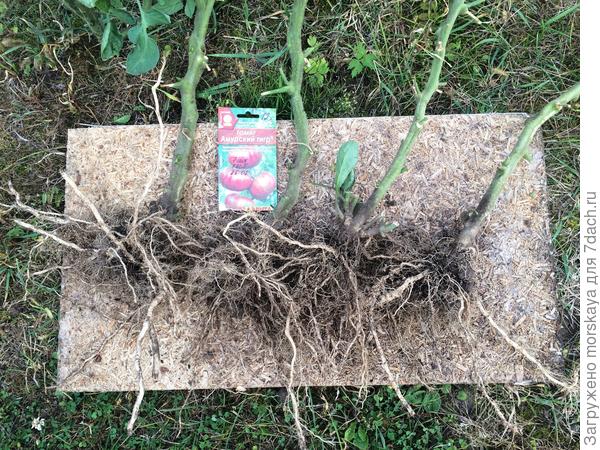 корни здоровы