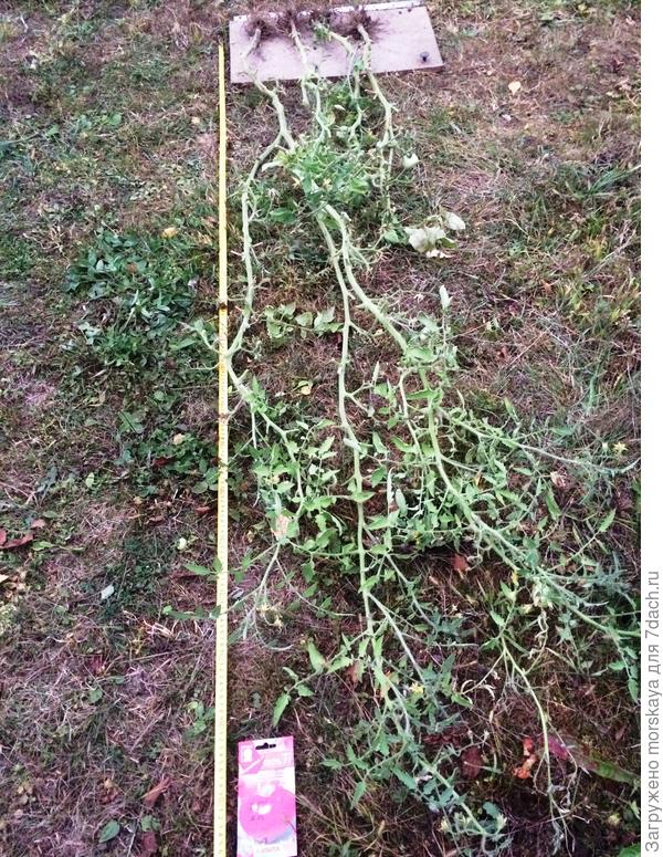 высота более 2,2 м