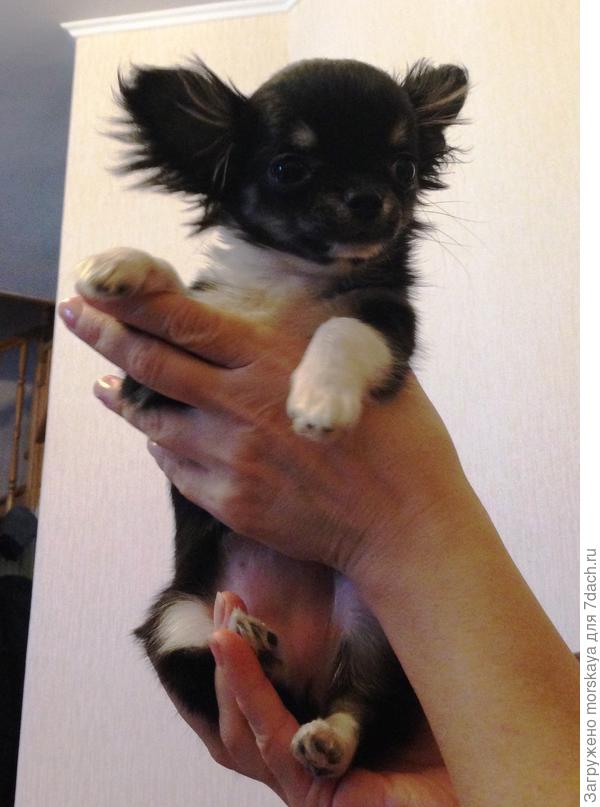 первые дни в новом доме