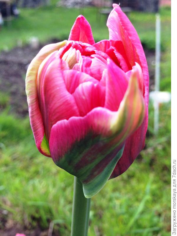 тюльпан 19.05.2015