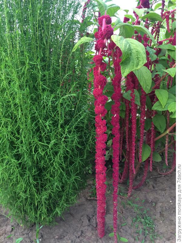 кохия и амарант