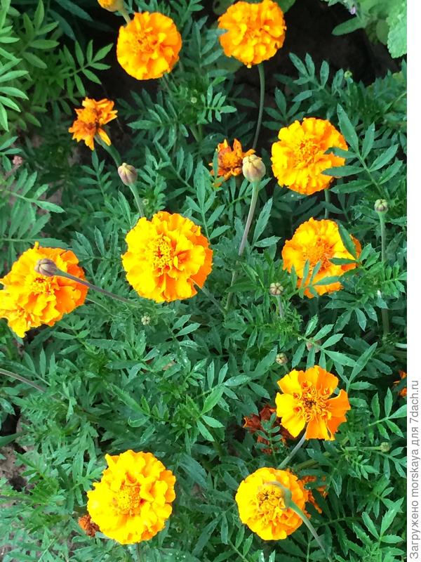 бархатцы