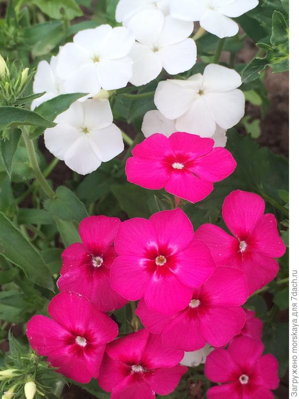 флокс однолетний