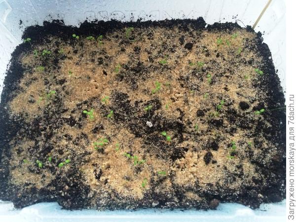 земляника Белоснежка всходы