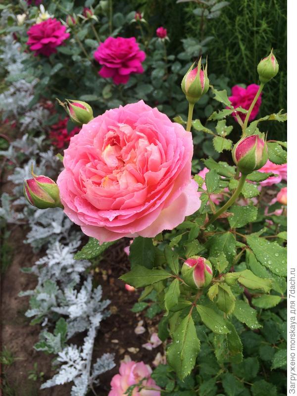 это роза пересорт, возможно Jubilee Celebration