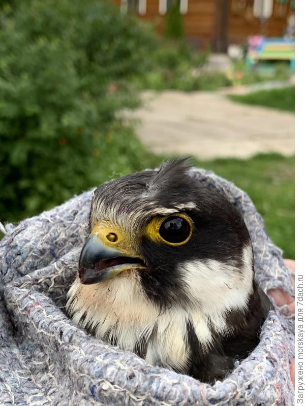 вот такой был красивый