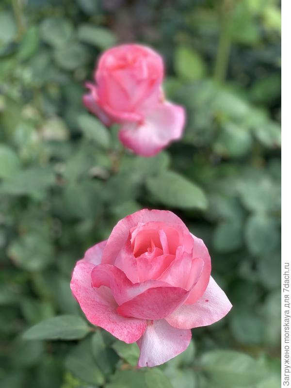 Дольче Вита