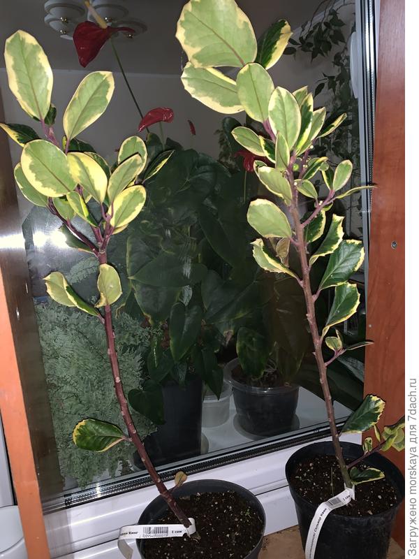 слева-Голден Кинг, справа-Сильвер Квин