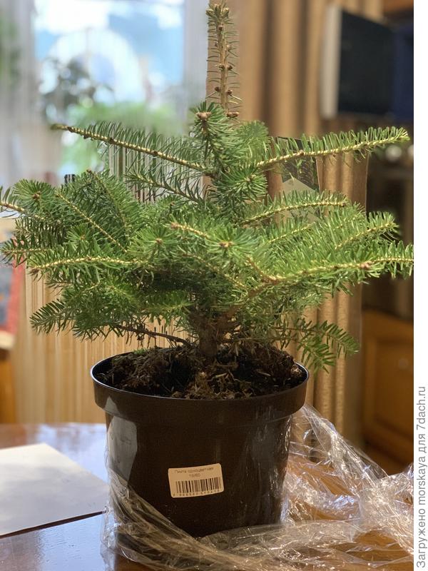 а здесь &quot;пихта одноцветная&quot;